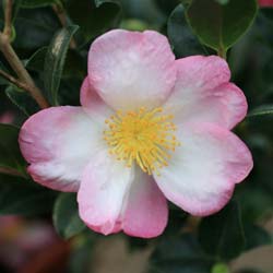 Camelia de otoo 'Versicolor'